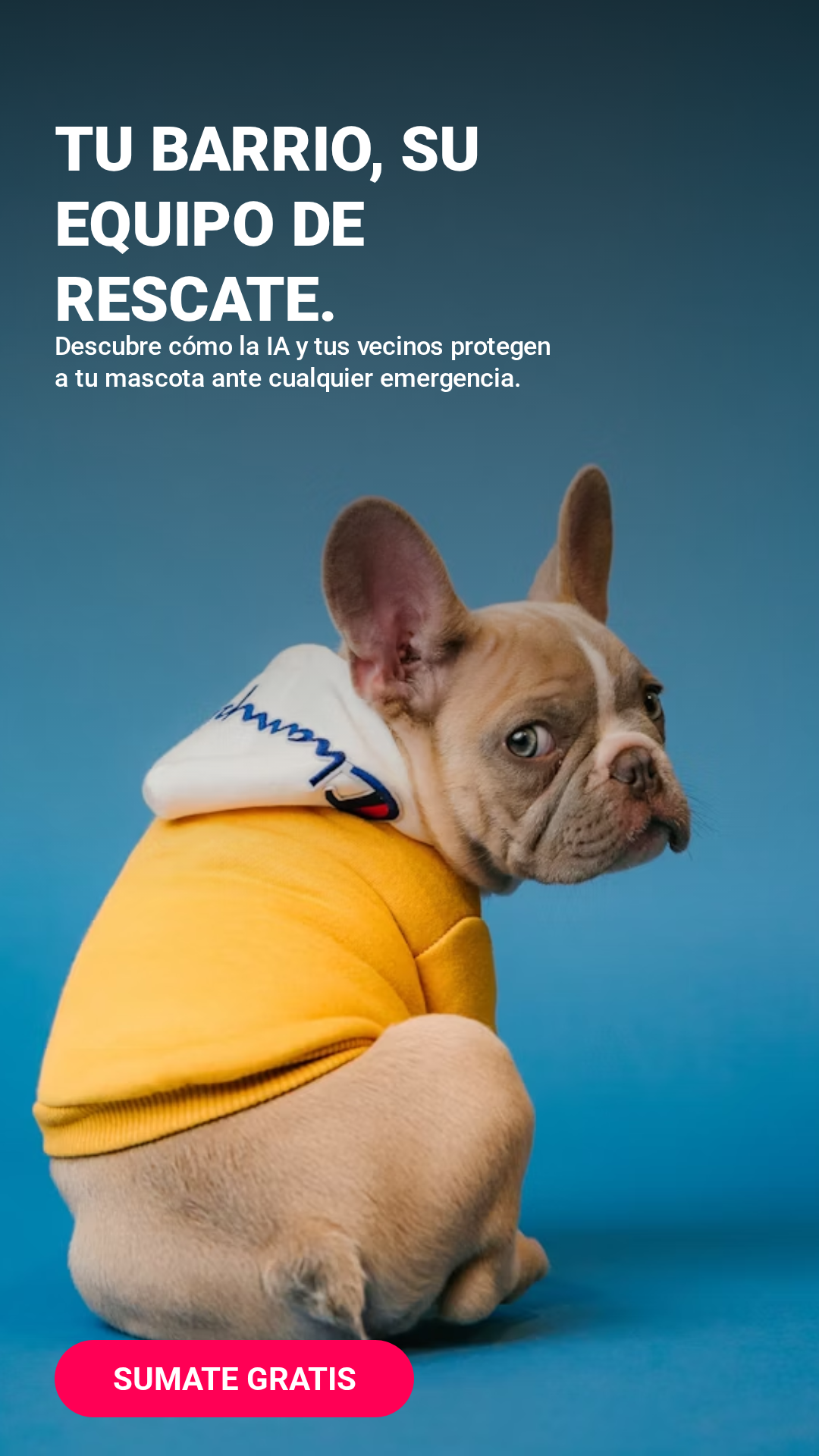 Mascota