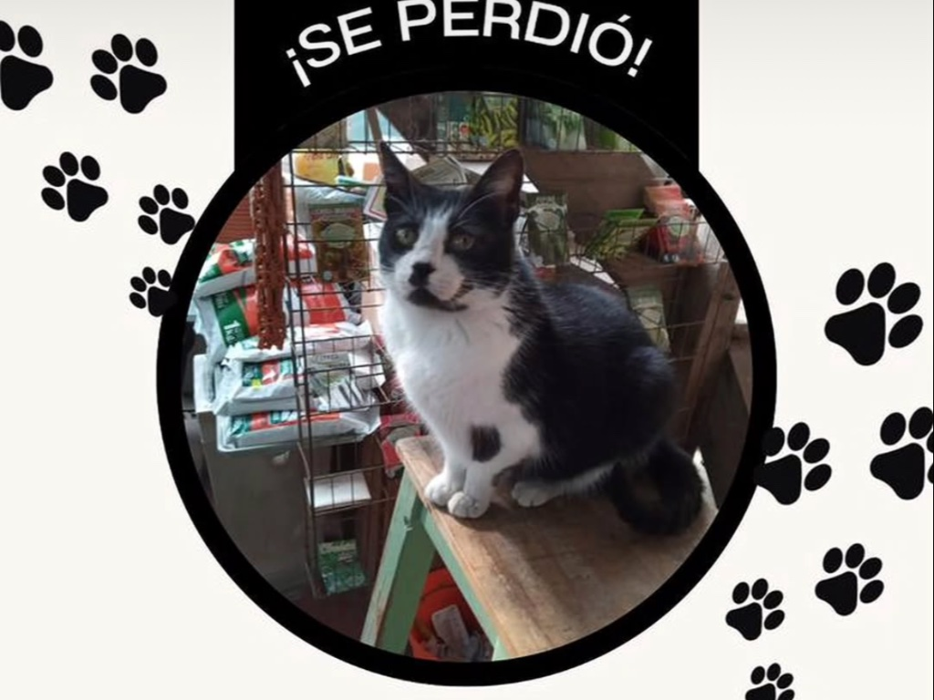 Foto Mascota