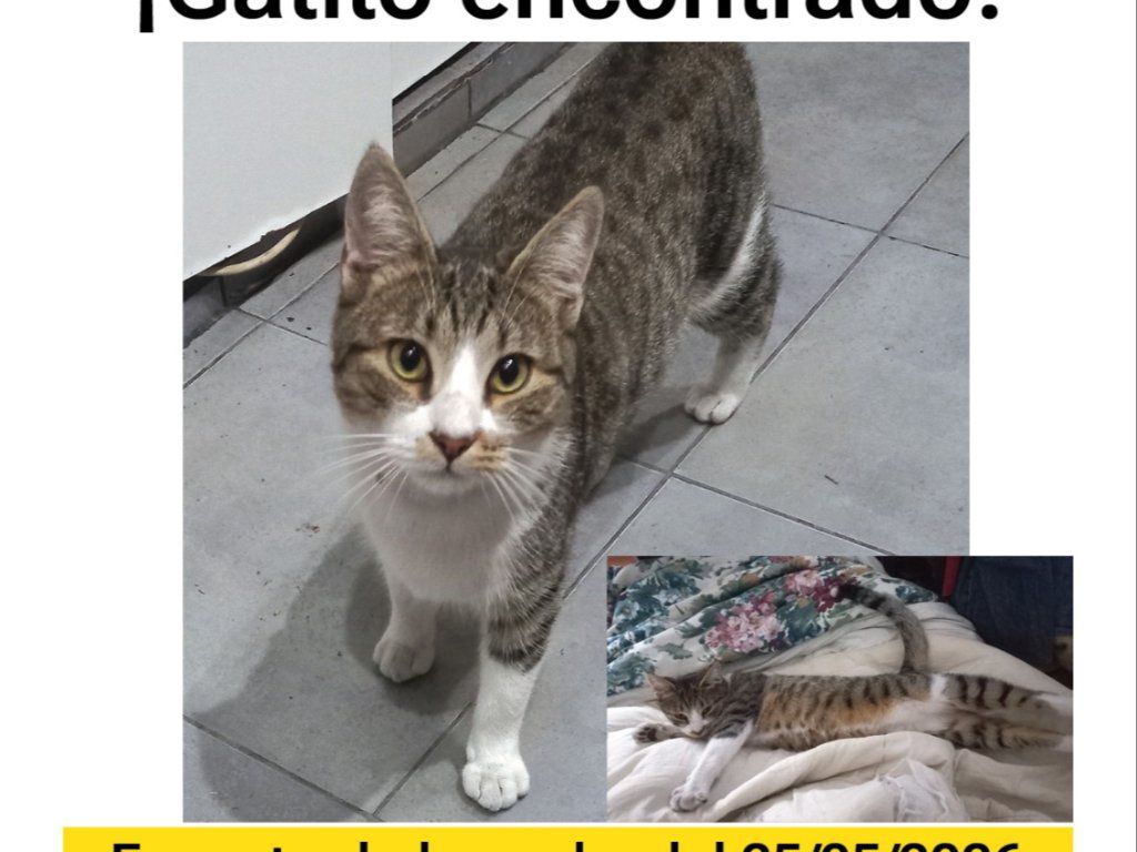 Foto Mascota