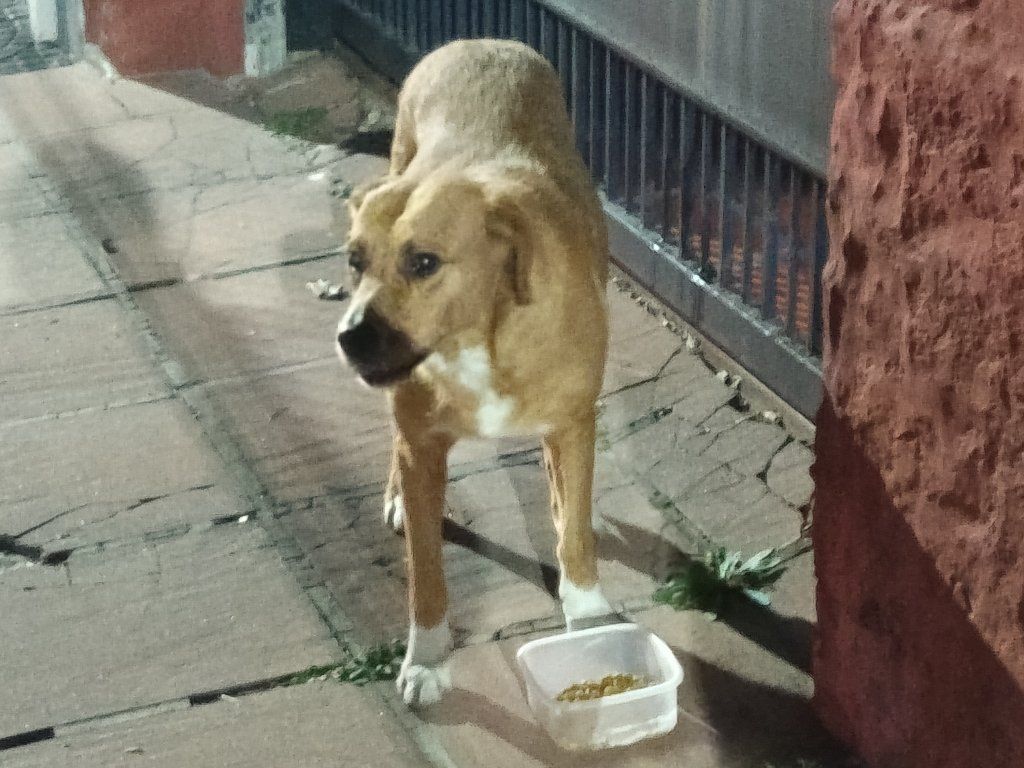 Foto Mascota