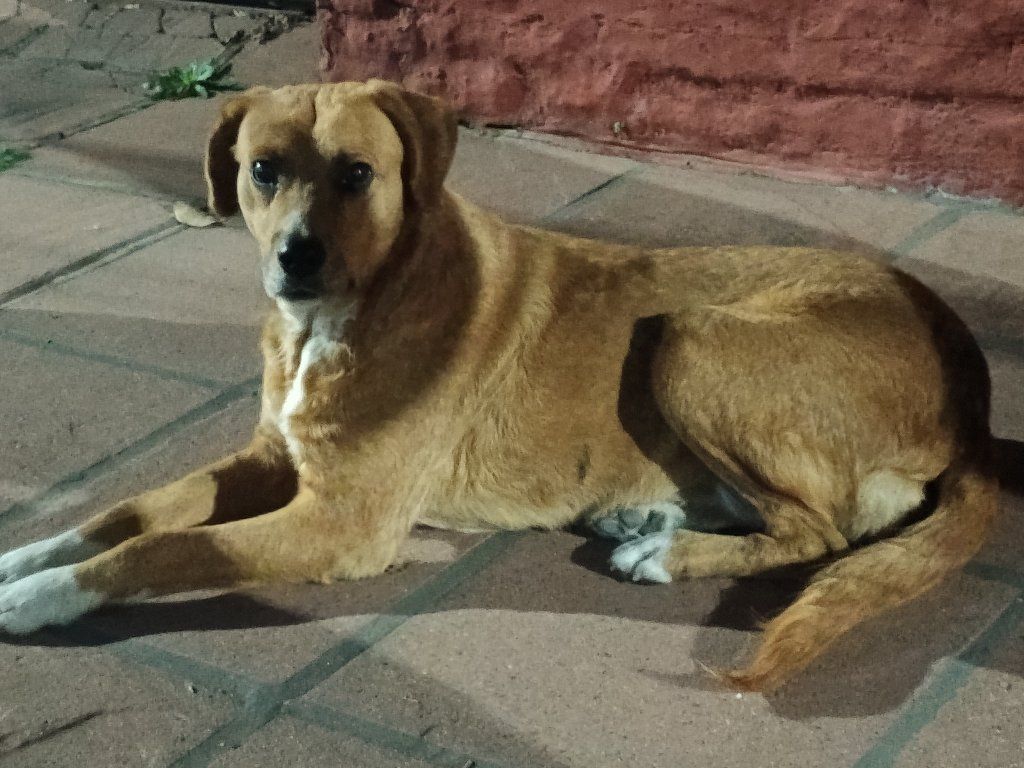 Foto Mascota